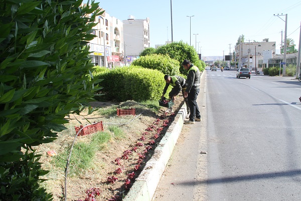 عملیات کاشت دو هزار صندوق گل فصلی تابستانه در بلوار ها، میادین و بوستان های شهر لار آغاز شد
